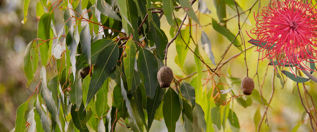 Land for Sale South Maclean QLD Flourish